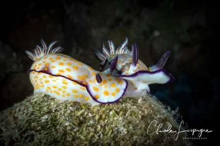 Duo... by Claude Lespagne 