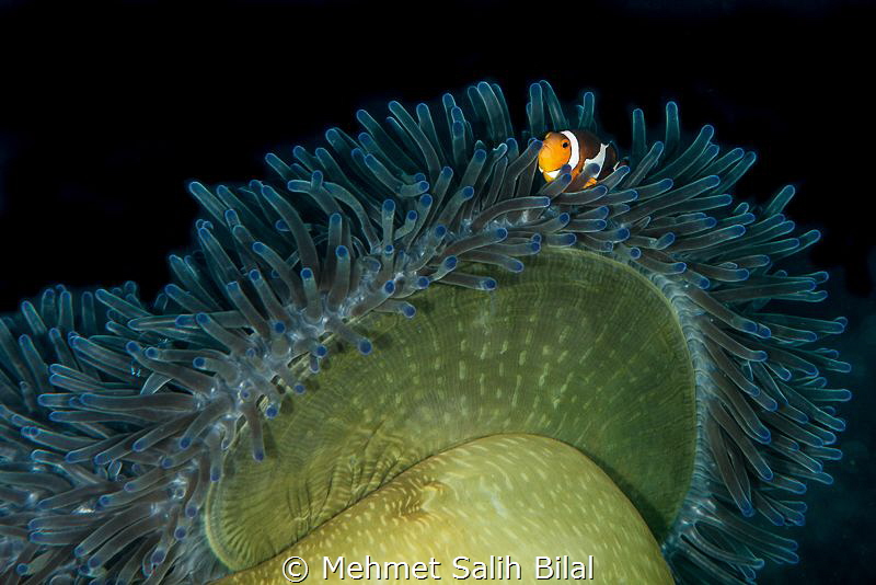 Ocellaris clownfish. by Mehmet Salih Bilal 