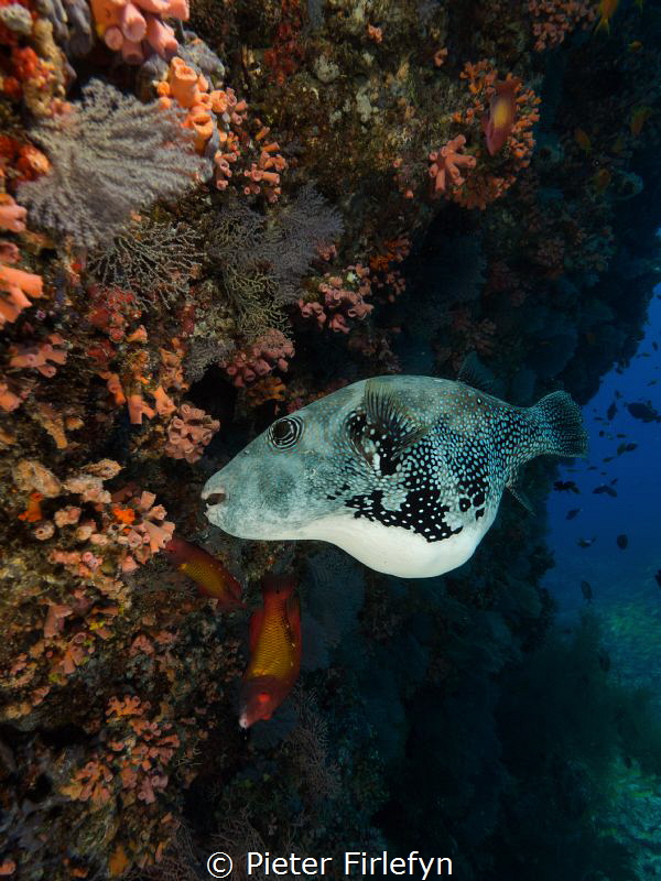 Pregnant pufferfish by Pieter Firlefyn 