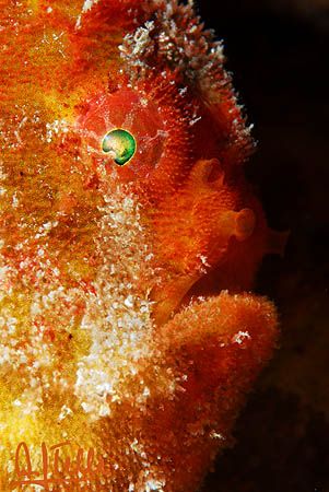 Frogfish portrait. Canary Islands, Spain. It's not easy t... by Arthur Telle Thiemann 