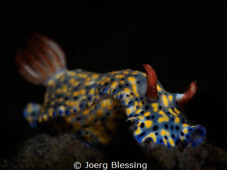 Hypselodoris Nudibranch by Joerg Blessing 