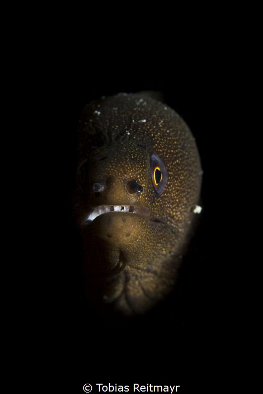 Goldentail moray, Pink Beach, Bonaire by Tobias Reitmayr 