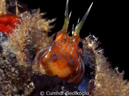 Parablennius zvonimiri
My sweet home by Cumhur Gedikoglu 