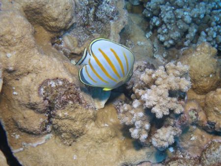 taken at Molokini Crater in Hawaii with 
Olympus SP-350 ... by Joel Sarver 