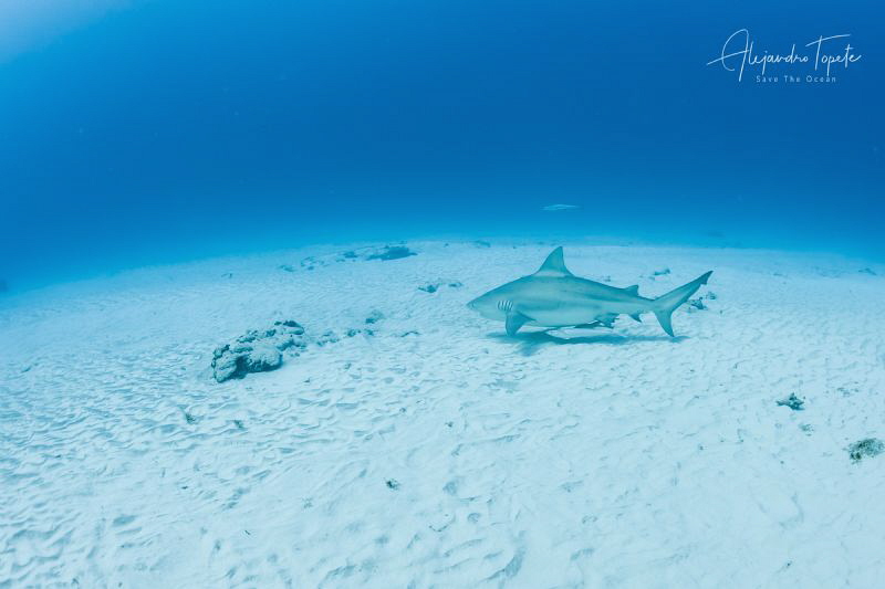 Bullshark in the sand, Playa del Carmen México by Alejandro Topete 