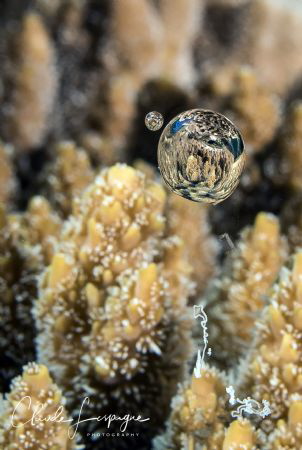 Bubble... by Claude Lespagne 