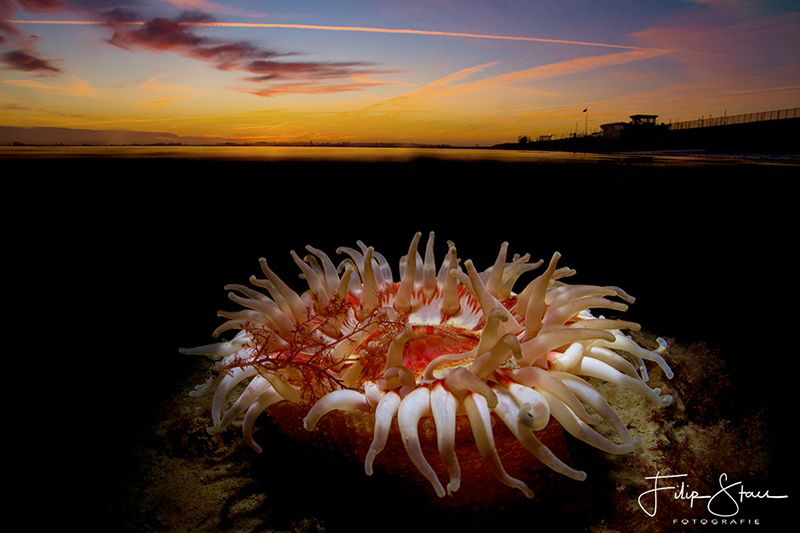 Dahlia anemone (Urticina felina), double exposure in came... by Filip Staes 