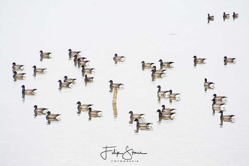 Pale-bellied Brent Goose (Branta hrota), Oosterschelde, Z... by Filip Staes 