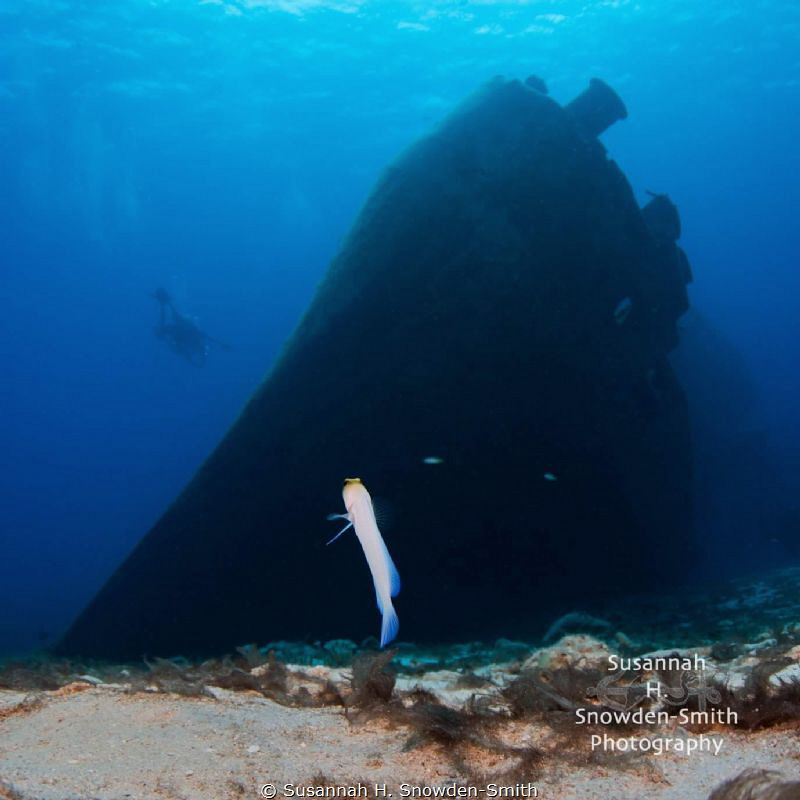 “Come Back...!”

A yellow-headed jawfish appears to loo... by Susannah H. Snowden-Smith 