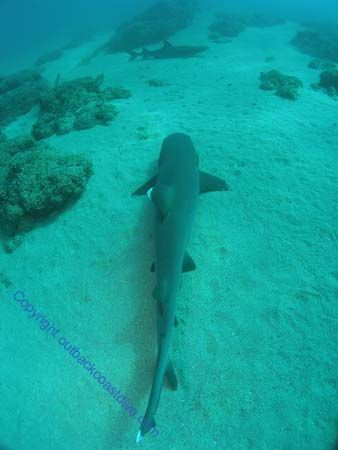 Sharks Navy Pier West Aust by Brad Cox 