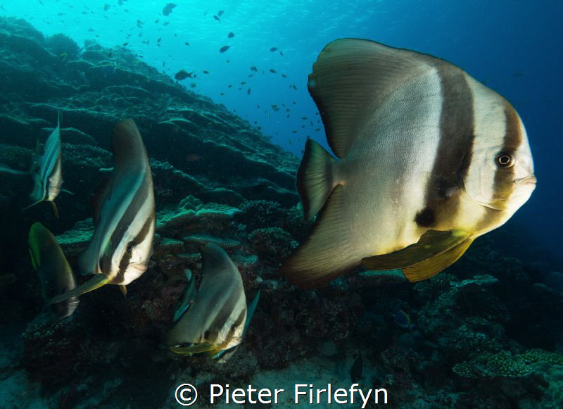 batfishes by Pieter Firlefyn 