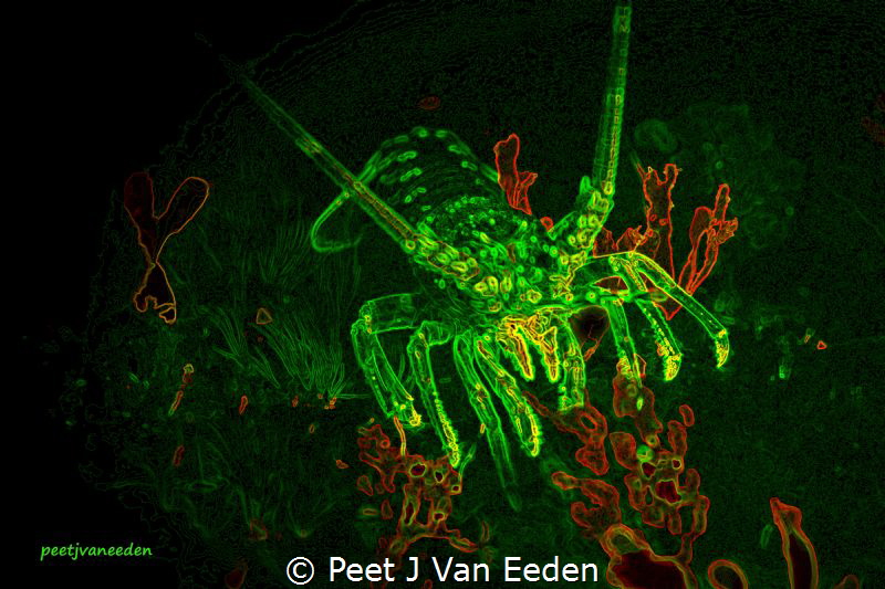 

The Cape Rock Lobster in False Bay has only a touch o... by Peet J Van Eeden 