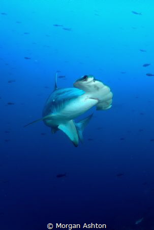 Wolf Island - Scalloped Hammerhead by Morgan Ashton 