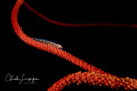 Black and Red ! by Claude Lespagne 