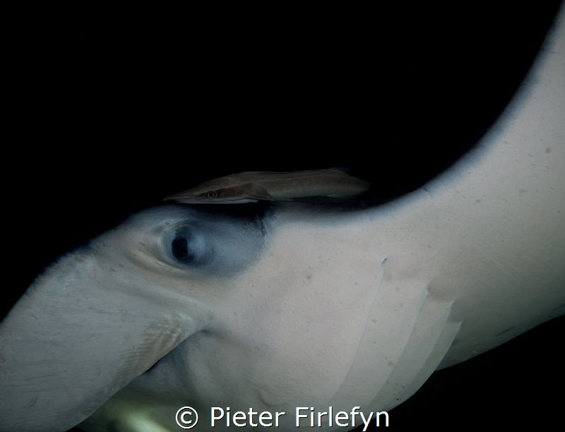 
Remora takes a ride on the manta by Pieter Firlefyn 