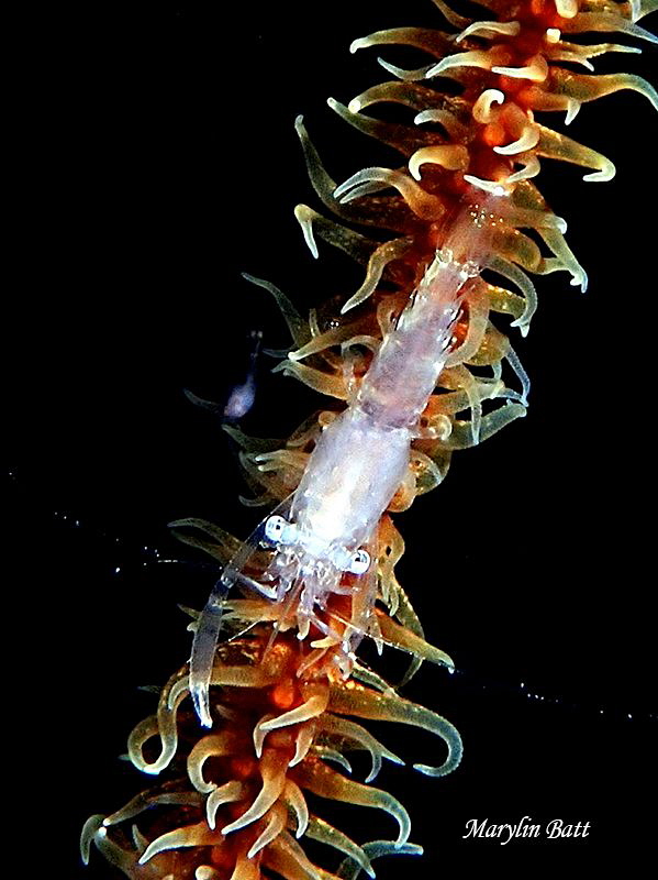 Tiny shrimp on a Whip coral. by Marylin Batt 