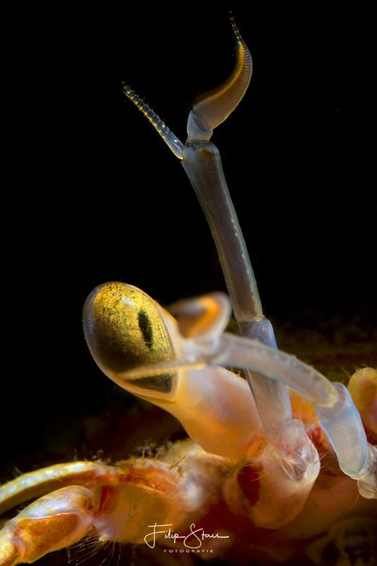 Eye of a Common marine hermit crab (Pagurus bernhardus), ... by Filip Staes 