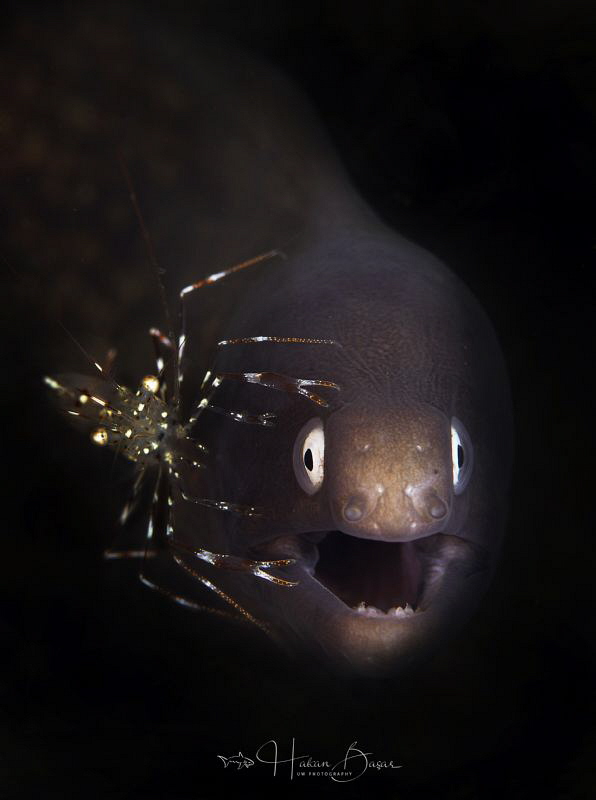 Symbiotic relationship by Hakan Basar 