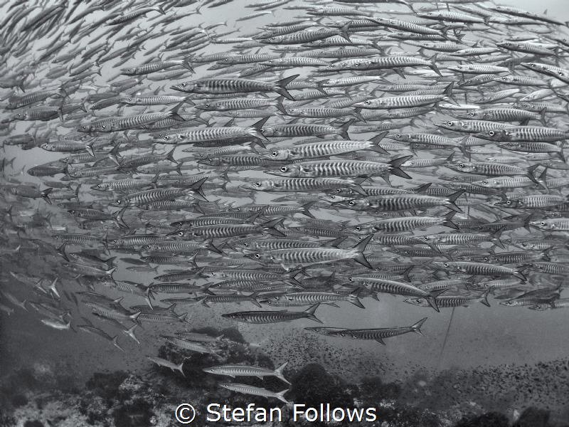 "The mere thought hadn't even begun to speculate about th... by Stefan Follows 