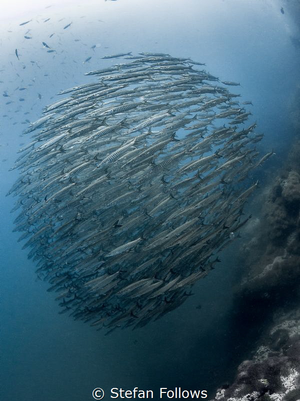 Resistance Is Futile

Chevron Barracuda - Sphyraena qen... by Stefan Follows 