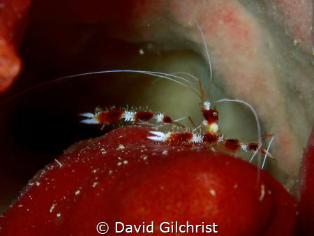 Banded Coral Shrimp on a Sponge in Roatan, Honduras by David Gilchrist 