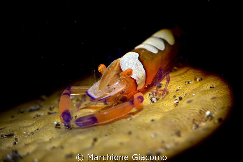 Periclimenes imperator.
Nikon D800E , 105 macro 1 strobo... by Marchione Giacomo 