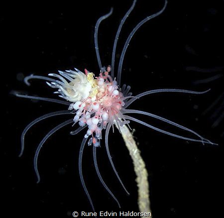Cumanotus beaumonti by Rune Edvin Haldorsen 