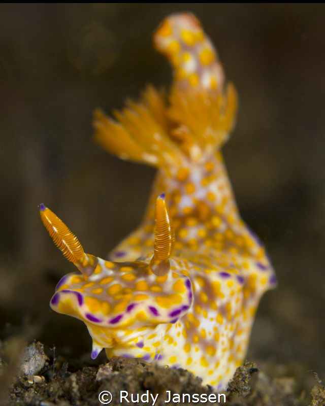 nudi by Rudy Janssen 