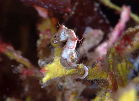 pygmy seahorse
at 25m 2 strobes by Trevor Smith 