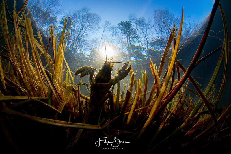spinycheek crayfish (Orconectes limosus), Turnhout, Belgium. by Filip Staes 