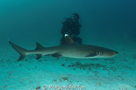 Circling White Tip by Morgan Ashton 