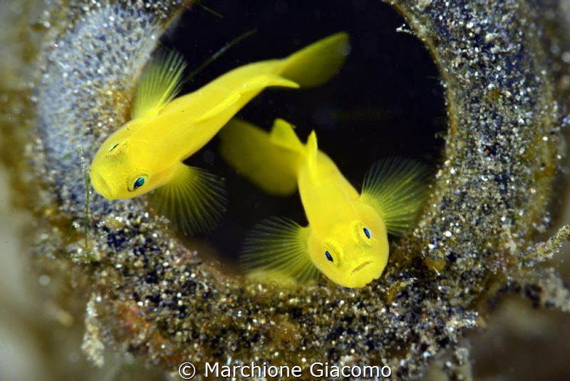 Gold Gobies. Nikon D800E , 105 macro , two strobo
Lembeh... by Marchione Giacomo 