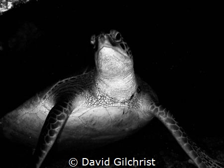 Green Turtle (Chelonia mydas)
Roatan, Honduras by David Gilchrist 