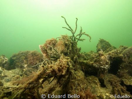 In a sandy water the live is quet. Temperature 4C. So the... by Eduard Bello 