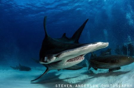 Hammer time in Bimini Bahamas by Steven Anderson 