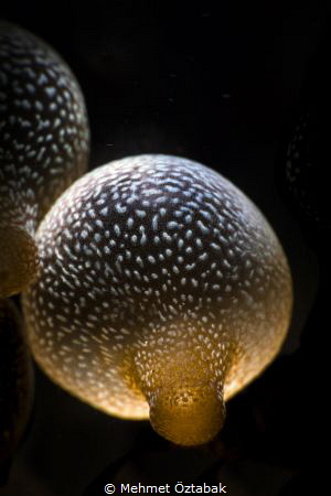 Anemone/ Anilao-Philippines by Mehmet Öztabak 