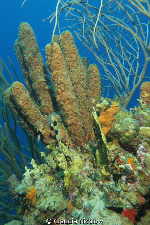 coral composition by Claudia Nicolow 