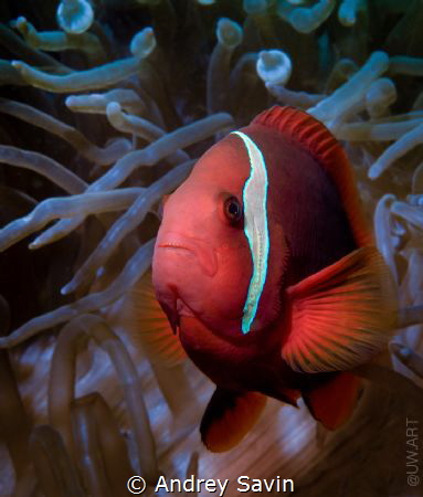 E L D E R L Y by Andrey Savin 