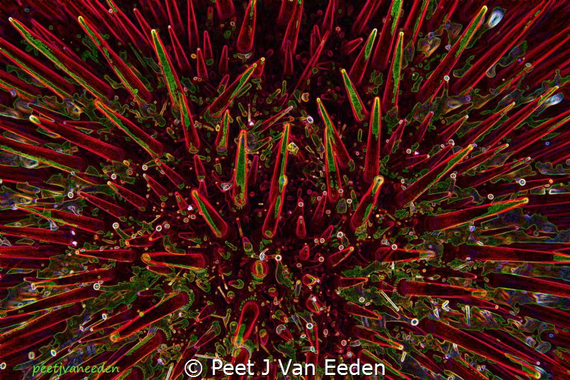 Cape Urchin in False Bay, Cape Peninsula, South Africa by Peet J Van Eeden 