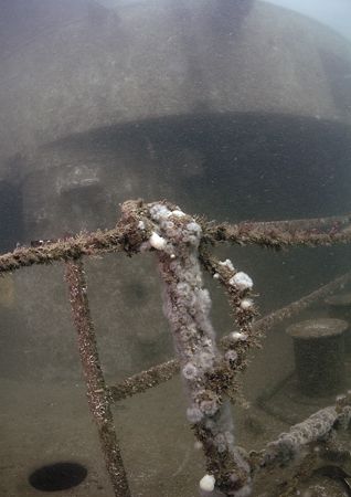 Marine life beginning to colonise handrails on HMS Scylla... by Mark Thomas 