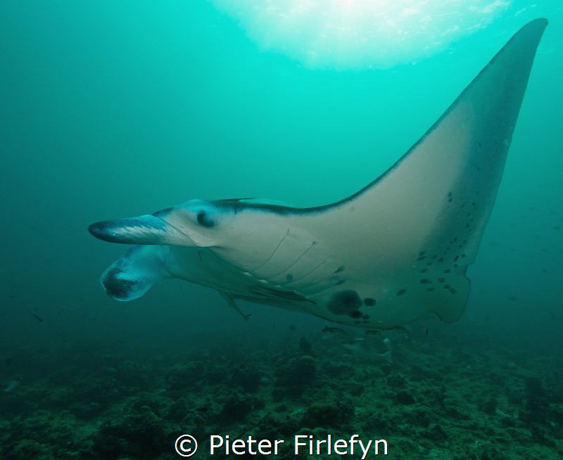 pregnant manta ray by Pieter Firlefyn 