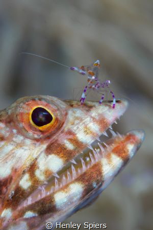 Shrimp Toothbrush by Henley Spiers 