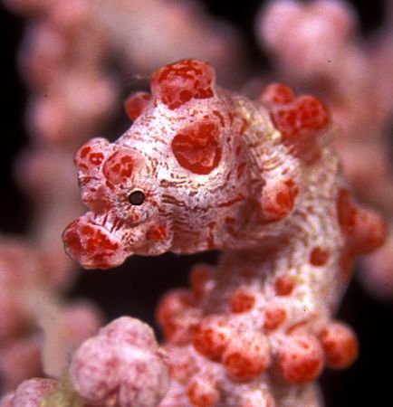 The Pigmy. Nikon F90x, macro 105 , velvia 50, two ttl strobo by Marchione Giacomo 