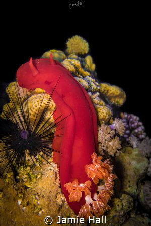 Hexabranchus sanguineus, Spanish Dancer Nudibranch by Jamie Hall 