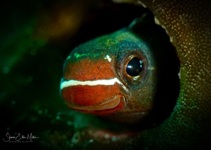 Looking for Iyad by Steven Miller 