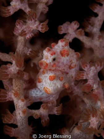 Barbiganti seahorse. This is the first one I ever saw and... by Joerg Blessing 