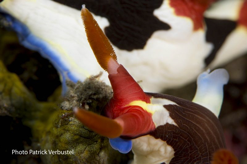 Colorfull Nudibranch by Patrick Verbustel 