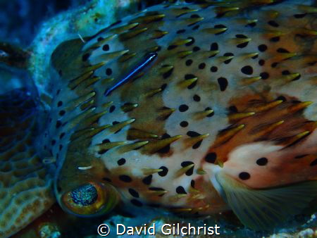 A neon Goby cleans a Balloonfish as it lies unmoving on t... by David Gilchrist 