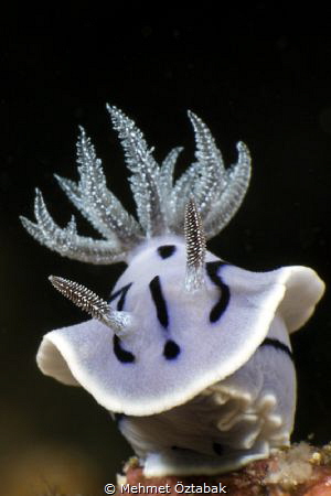 Chromodoris Willani Nudibranc / Anilao-Philippines 
Dece... by Mehmet Öztabak 