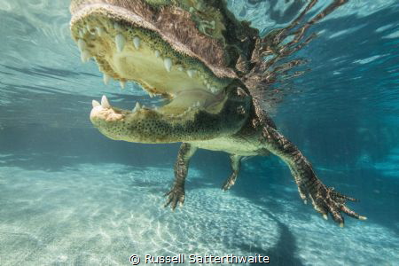 Florida alligator photographed in Florida city using Cano... by Russell Satterthwaite 